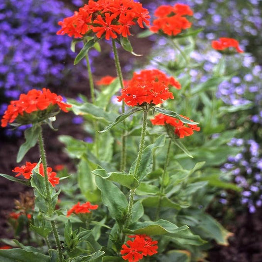 Outsidepride Chalcedonica Lychnis Seeds - 5000 Pcs Perennial Flower Seeds with Long Blooming Season & Attractive to Pollinators, Easy to Propagate for Borders, Containers, or Cottage Gardens