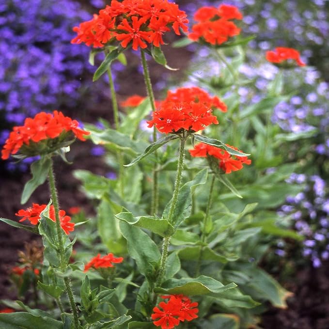 Outsidepride Chalcedonica Lychnis Seeds - 10000 Pcs Perennial Flower Seeds with Long Blooming Season & Attractive to Pollinators, Easy to Propagate for Borders, Containers, or Cottage Gardens