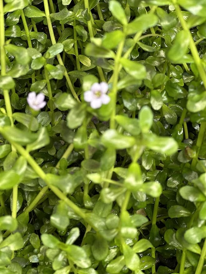 Potted Live Aquarium Plants | Freshwater Aquatic Plants for Aquariums (Moneywort)
