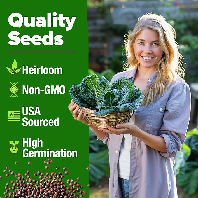 HOME GROWN Collard Greens Georgia Southern - 300 High Germination Heirloom Seeds for Planting in Your Vegetable Garden (Brassica oleracea)