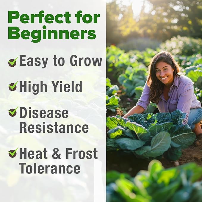 HOME GROWN Collard Greens Georgia Southern - 300 High Germination Heirloom Seeds for Planting in Your Vegetable Garden (Brassica oleracea)