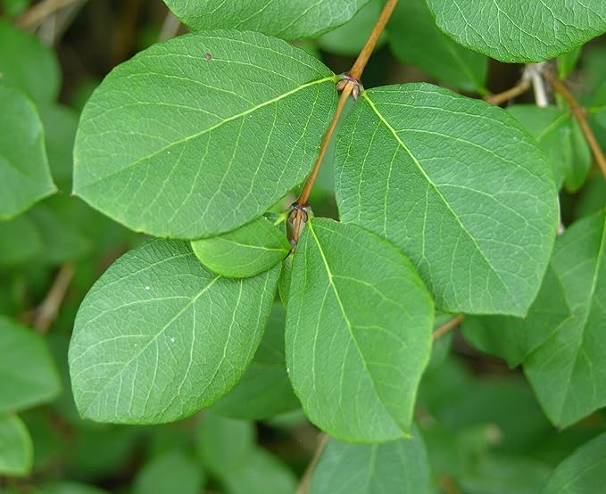 3 Winter Honeysuckle Lonicera in 4" pots Beautiful Fragrant Climbing Plant! Attracts Butterflies and Hummingbirds!