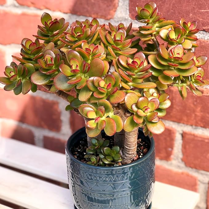 Dwarf Jade with White Stripe Pot, Live Crassula Ovata Crosby's Compact, Rare Cute Succulent Plant in 4" Planter, Home Office Décor
