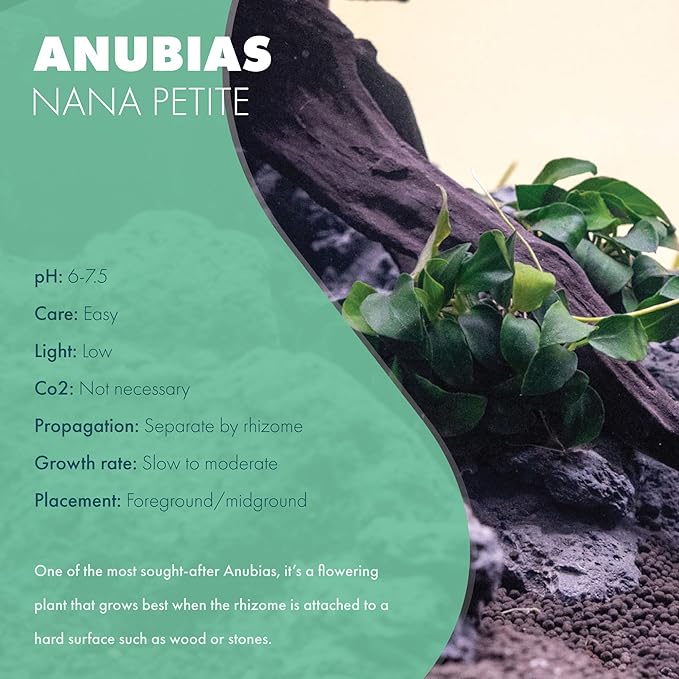 SubstrateSource Anubias Live Aquarium Plants - Potted Freshwater Plant for Fish Tanks, Terrariums - Beginner Friendly Low Light (Nana Petite, 3 Pots)