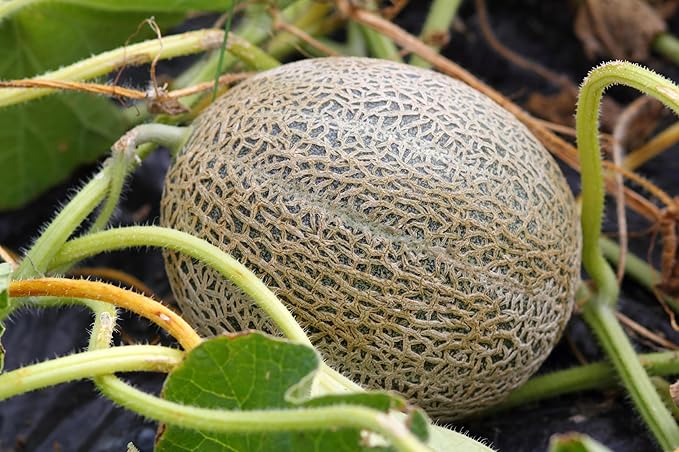 Melon Seeds Variety Pack for Planting – 4 Non-GMO Heirloom Varieties: Crimson Sweet & Sugar Baby Watermelon, Honeydew, Hale's Best Jumbo Cantaloupe – High Germination, USA-Grown Garden Fruit Seeds
