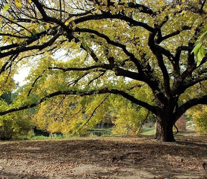5 American Elm Trees - 12-18" Tall Live Plants - Fast Growing Shade Tree Seedlings - Ulmus Americana - (5 Pack)