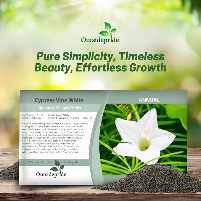 Outsidepride White Cypress Vine Seeds - 200 Pcs Annual Flower Seeds with Nectar-Rich, Star-Shaped Flowers & Feathery, Fern-Like Leaves for Fences, Trellises, Pergolas & Vertical Gardens