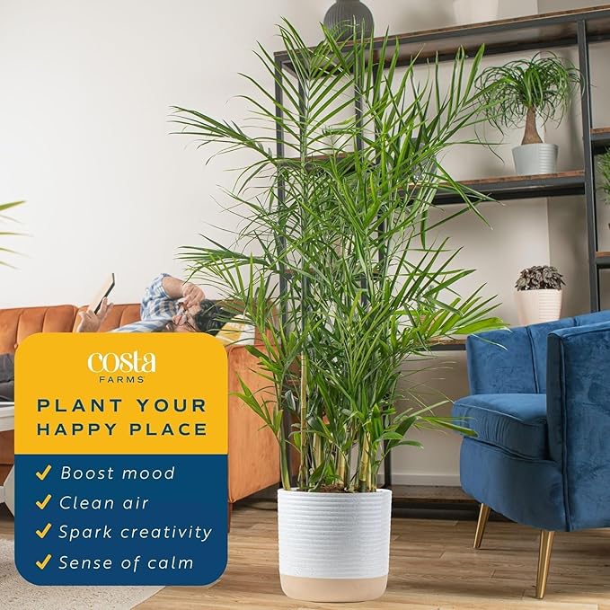 Costa Farms Bamboo Palm Live Plant in Decorative Pot, Air Purifying Large Indoor Houseplant, Perfect for Home, Room, or Office Decor, Great House Warming or Birthday Gift, 3-4 Feet Tall