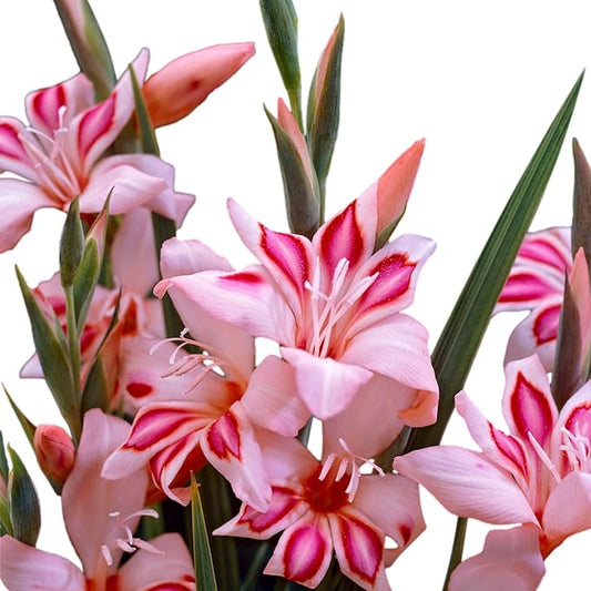 Easy to Grow Hardy Gladiolus 'Impressive' Plant Bulbs (10 Pack) - Beautiful Pink Flowering Blooms in Spring to Summer Gardens