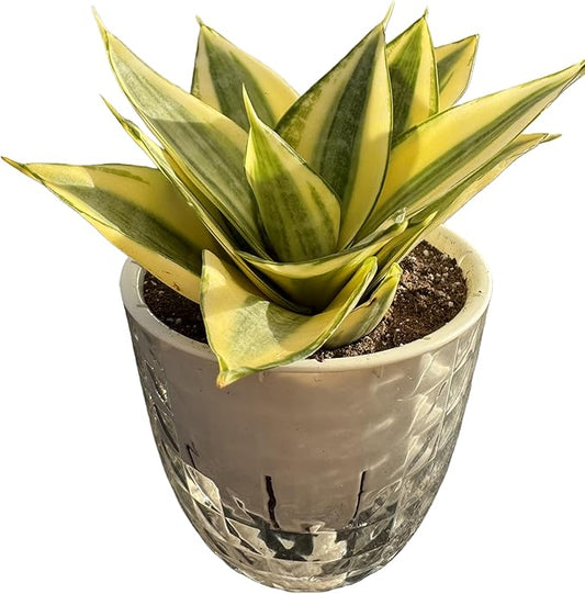Sprout N Green Sansevieria 'Golden Hahnii' with Self-Watering Pot, Live Snake Plant for Home Office Indoor Outdoor Decoration DIY Projects Party Favor