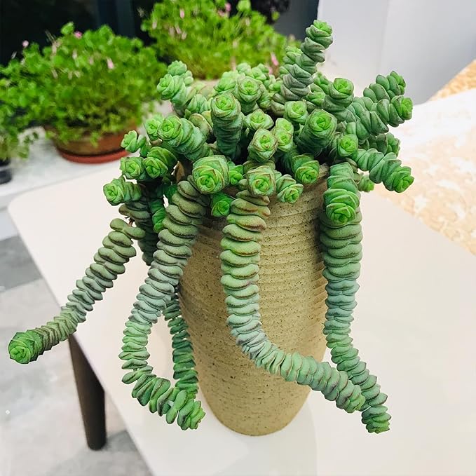 4" String of Buttons in White Stripe Pot, Live Crassula 'Baby's Necklace' Trailing Succulent, Rare House Plant for Home Office Wedding Hanging Decoration, DIY Projects, Party Favor