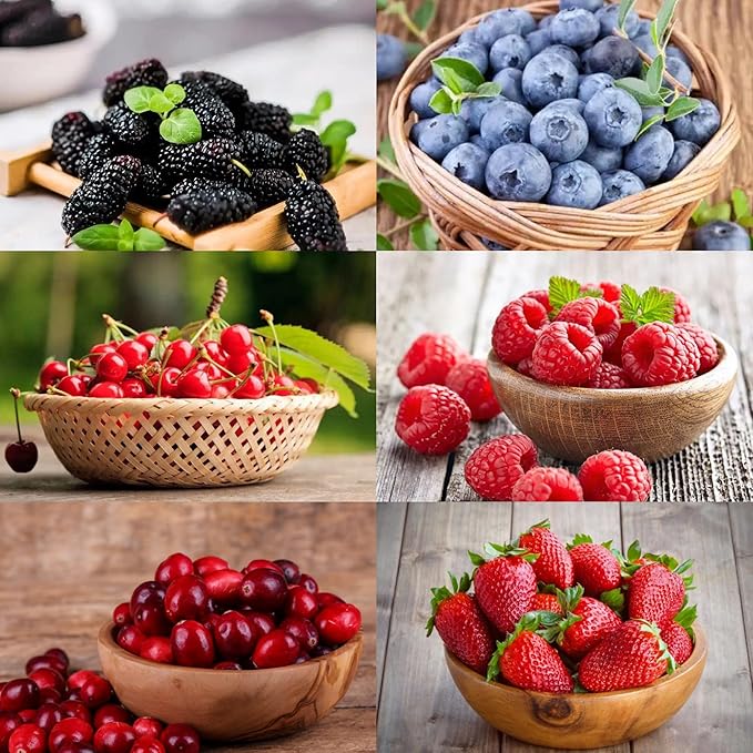 1500pcs Mixed Berry Seeds Kit for Planting (Strawberriy, Blueberry, Raspberry, Mulberry, Cranberry, Cherry Seeds Pack), Non-GMO Perennial Fruits Seeds, Home Garden Plants for Outdoors