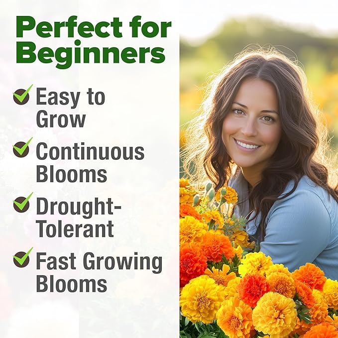 HOME GROWN Petite French Marigold Seeds 329+ Flower Seeds for Planting Outdoors Easy to Grow Companion Plant & Quick Blooming Pollinator Heirloom Wildflower Seed (Tagetes patula)