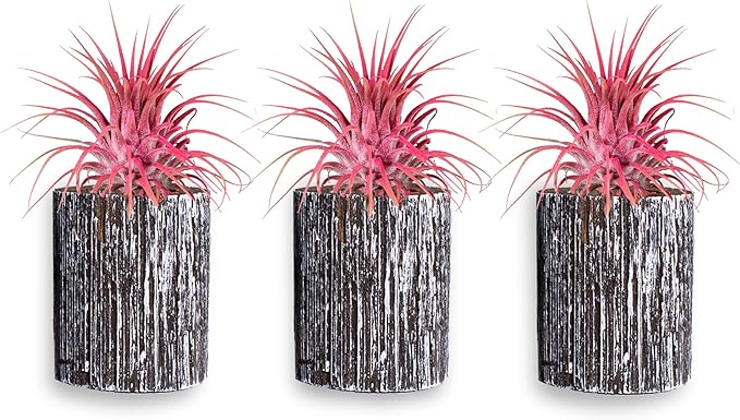 Air Plants - Tillandsia Ionantha - Organically Enhanced Color - Live Arrival Guaranteed - House Plants for Home Decor & Gift (3pk Coral Glow + White Barrels)