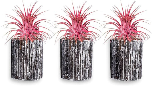 Air Plants - Tillandsia Ionantha - Organically Enhanced Color - Live Arrival Guaranteed - House Plants for Home Decor & Gift (3pk Coral Glow + White Barrels)