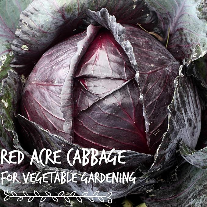 Red Acre Cabbage Microgreens & Sprouting Seeds – 1 Oz – Non-GMO, Chemical-Free – High-Germination Seeds for Nutritious Microgreens, Sprouts, Hydroponic Growing, and Indoor Gardening