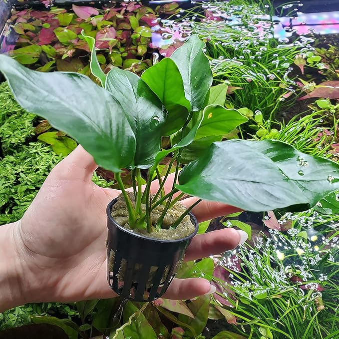 SubstrateSource Anubias Live Aquarium Plants - Potted Freshwater Plant for Fish Tanks, Terrariums - Beginner Friendly Low Light (Barteri, 5 Pots)