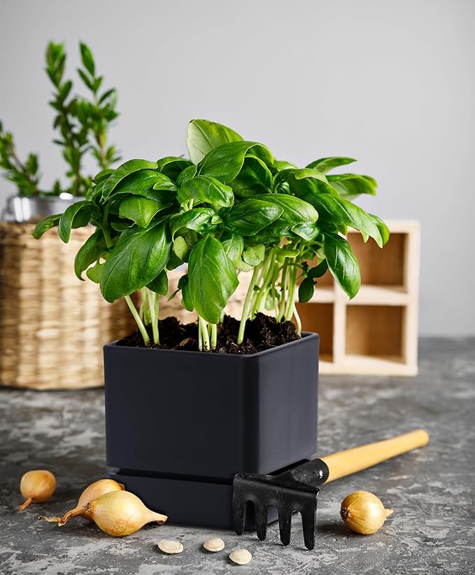 D'vine Dev 4 Inch Herb Planter Pot, Plastic Planter with Drainage Holes and Saucer, Modern Decorative Gardening Pot for Indoor Plants, Flowers, Herbs, Succulents, Black, Set of 2, 76-Y-B2-1