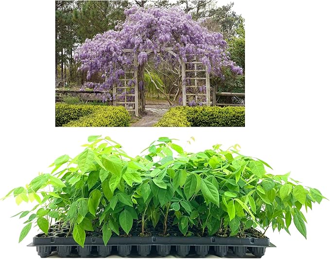 Amethyst Falls Wisteria Frutescens Vine | 20 Live Plants | Beautiful Drought Tolerant Fragrant Purple Flowering Vine
