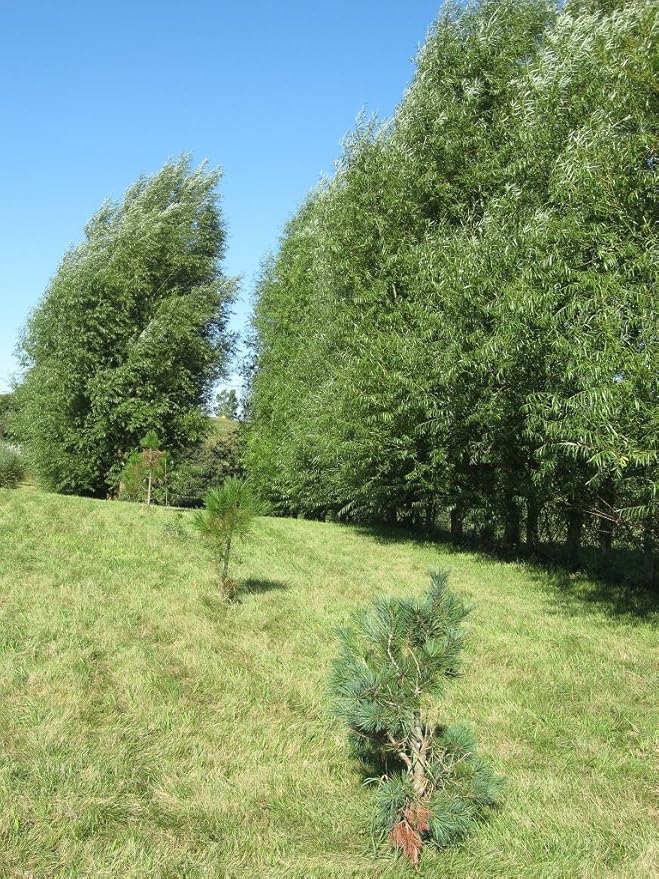 24 Jumbo Hybrid Willow Tree Cuttings - Approx 10 inches Tall, 5/8 in- 1+ Inch Thick Root Stock - Fast Privacy Shade Trees - Easy to Grow