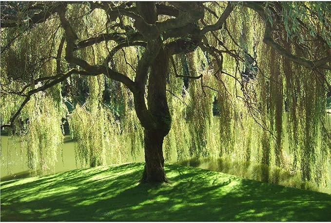 Weeping Willow Tree - Salix babylonica - Heavy - Established Roots - 1 Trade Gallon Potted - 1 Plant