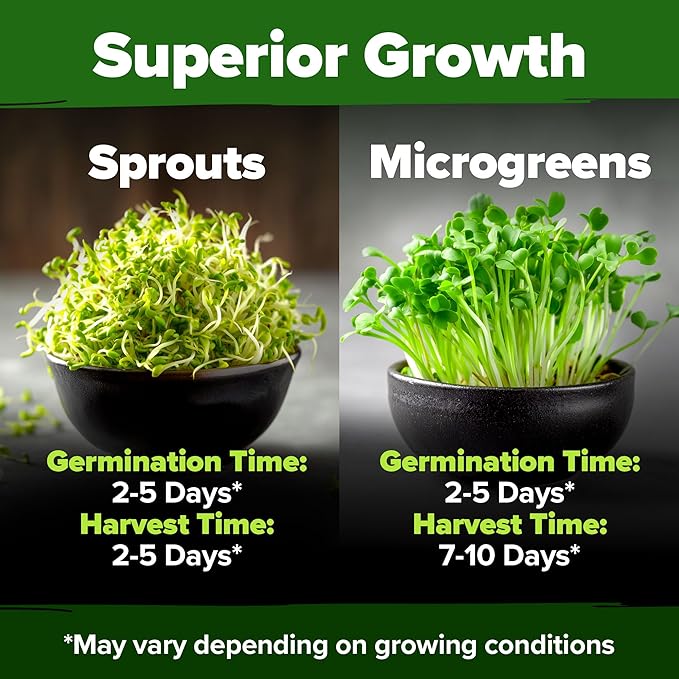 HOME GROWN Alfalfa Sprout Seeds 199,500+ 16oz Bulk Pack with Thousands of Seeds Alfalfa for Sprouting & Microgreens Indoor Outdoor Growing Resealable Bag High Germination