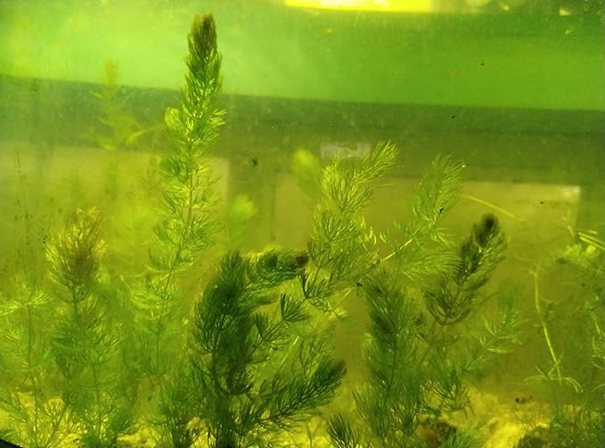 Live Hornwort Coontail Aquarium Plants, 4 Bunches with 3 Stems Each, 6-8 Inch Length, Freshwater Submerged Plants for Fish Tank