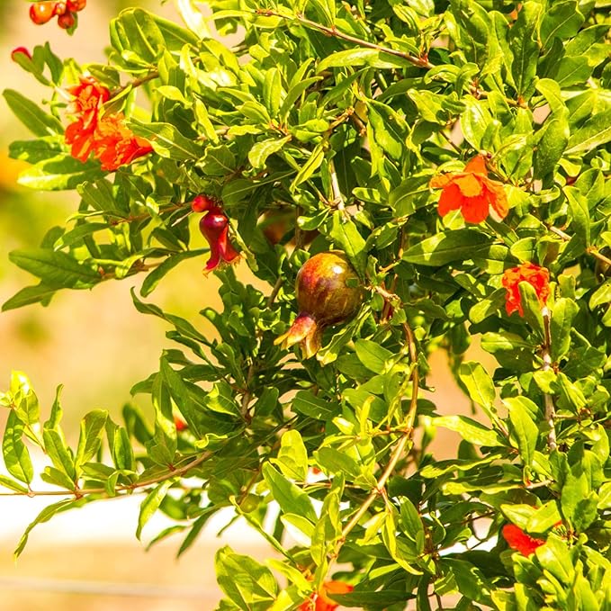 Pomegranate Salavatski Live for Sale (4 Pack) | Easy to Grow Plants | Edible Fruit Plant for Sustainable Living | Grow Your own Food on Your Edible Organic Garden| Live for Planting| 2 inch Pot
