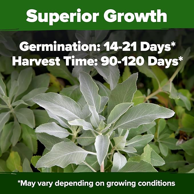 HOME GROWN White Sage Seeds 323 Pack Heirloom Seeds - Grow Aromatic Sage Plants for Your Herb Seeds Garden with Sage for Planting Outdoor or Indoor (Salvia apiana)