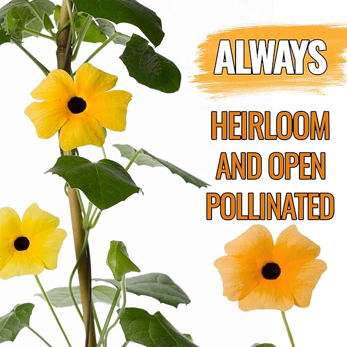 Seed Needs, Black-Eyed Susan Vine Seeds - 100 Heirloom Seeds for Planting Thunbergia alata - Annual Vining Flowers to Cover a Fence or Trellis (1 Pack)