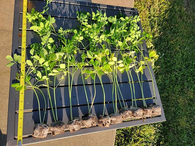 Moringa Tree Live Moringa Plant with Moringa Seeds, Non GMO, Organically Grown Moringa Tree Seedling with Moringa Seeds, Live Moringa Plant