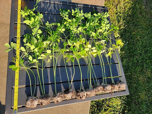 Moringa Tree Live Moringa Plant with Moringa Seeds, Non GMO, Organically Grown Moringa Tree Seedling with Moringa Seeds, Live Moringa Plant