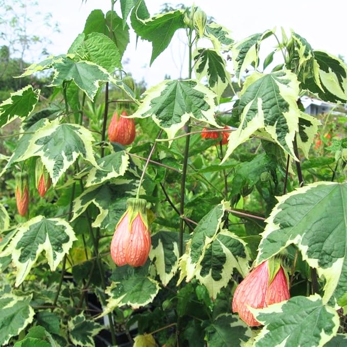2 Abutilon Plants Live 5-8 Inches Tall - Abutilon Lantern Trailing Hanging Flower Vine Perfect for Enhancing Your Indoor Outdoor Garden (Variegated Apricot)