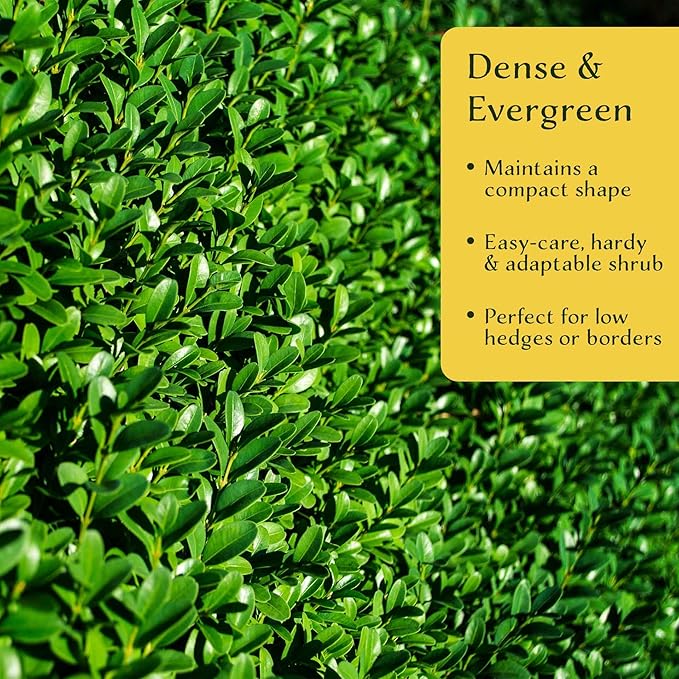12 Winter Gem Boxwood in 2.5” Nursery Cubes (Buxus microphylla VAR. Japonica) | Evergreen Shrub for Hedges, Borders & Topiary | Ready-to-Plant Live Starter Plants