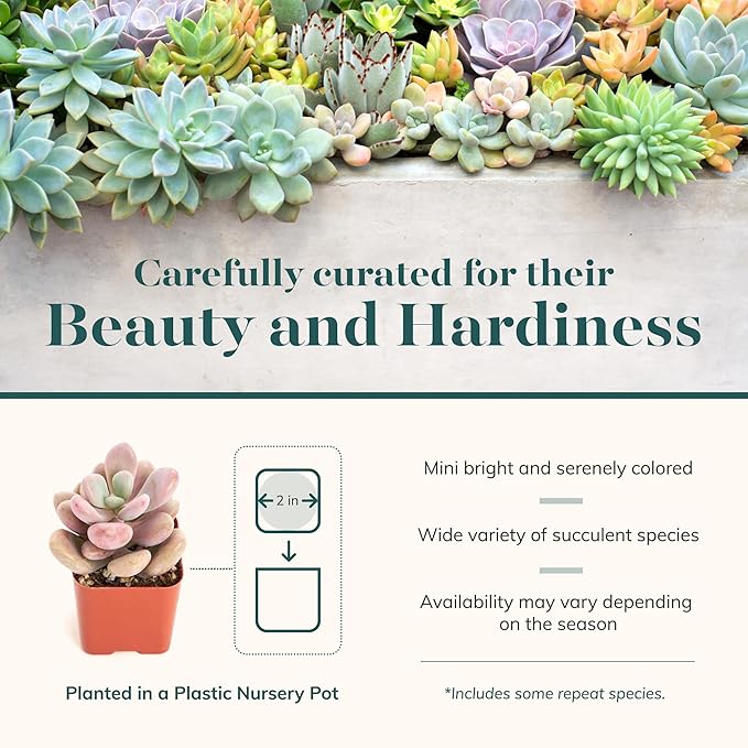 Shop Succulents Pastel Succulent Plant Pack Collection - Live Mini Succulent Plants, Low Maintenance, Bright & Serene Colors & Textures - Wedding and Party Favors, Gift & Garden, Pack of 4