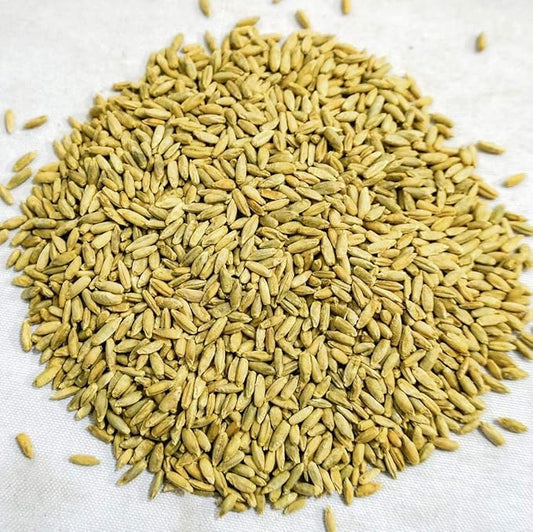 Thunder Acres Organic Winter Rye Seeds, Non-GMO (1 lb)