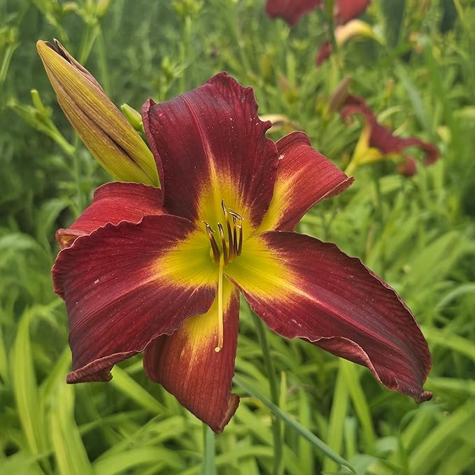 Breathless Beauty Daylily Flower Bulbs – Deep Red Blooms with Chartreuse Centers – Pollinator-Friendly Hardy Summer Perennial (Zones 3–9) Fall Planting Spring Blooming