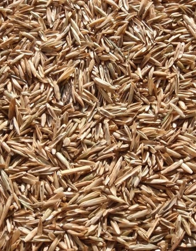 Annual Ryegrass Seeds for Planting - Premium Quality Rye Grass (22 Pounds)