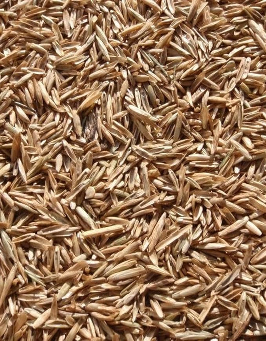 Annual Ryegrass Seeds for Planting - Premium Quality Rye Grass (1 Pound)