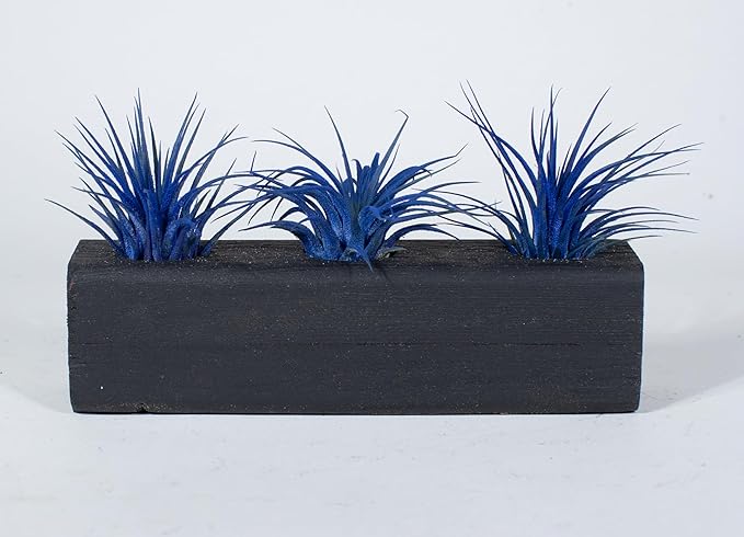 Air Plants 3 Pack - Tillandsia Ionantha - 3 Hole Planter - Organically Enhanced Color - Live Arrival Guaranteed - House Plants for Home Decor & Gift (3Pk + Black Planter)
