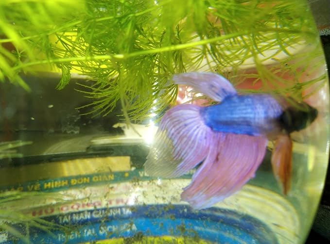 Bundle of Live Male Betta Fish with Hornwort Plants and 5 Inch Spherical Fish Tank, Indoor/Outdoor Home Aquarium