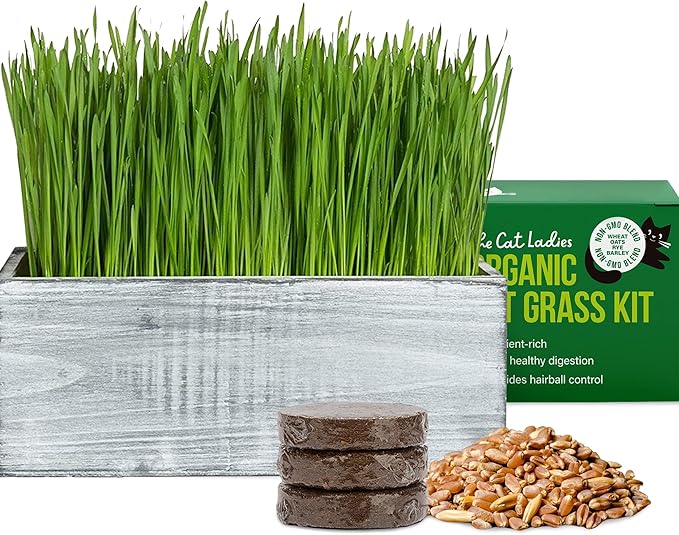 The Cat Ladies Cat Grass Kit with White Rustic Wooden Planter, Organic Cat Grass Seeds and Soil. Easy to Grow for Indoor Cats. Prevent Hairballs and Aid Digestion