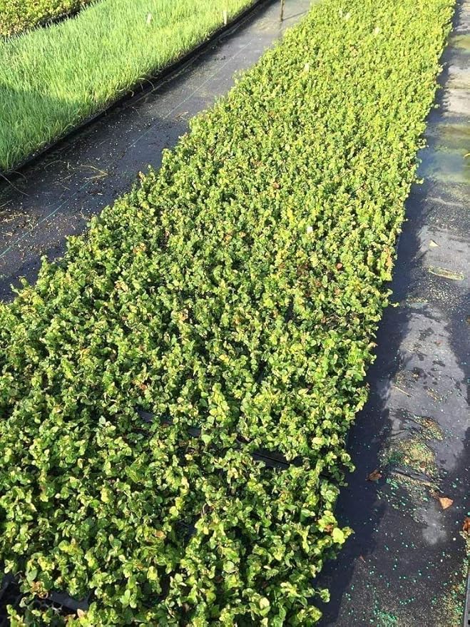 Creeping Fig Plant Ficus Pumila Climbing Vine - 30 Live Fully Rooted Plants