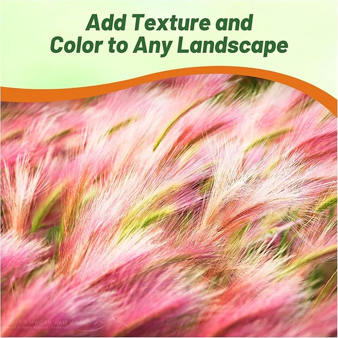 Outsidepride 1000 Seeds Perennial Hordeum Jubatum Foxtail Barley Ornamental Grass Seed for Planting