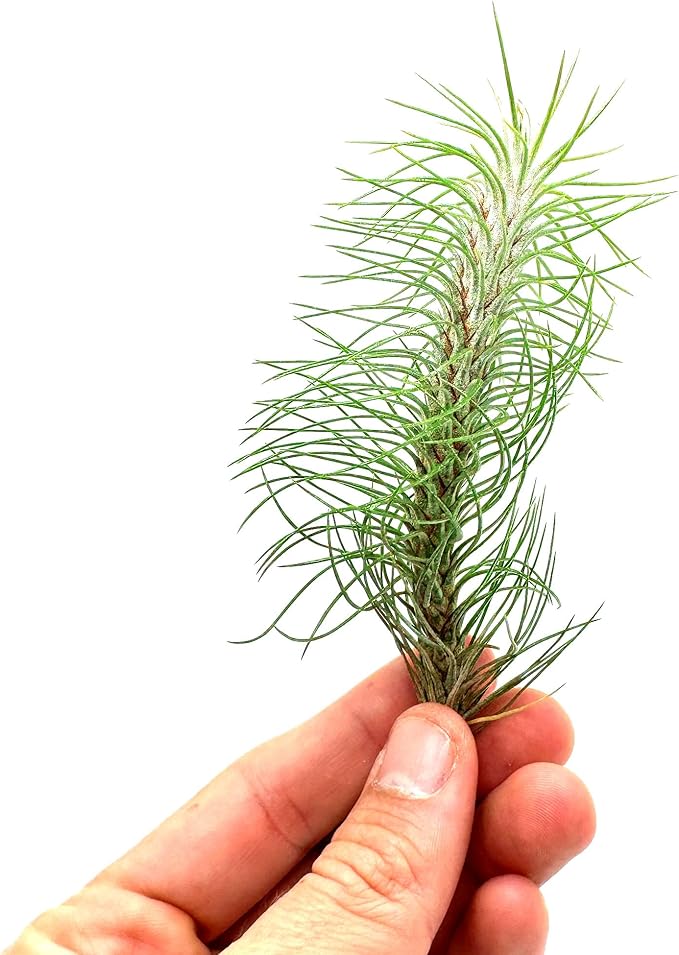 ragnaroc Air Plants - Colombian Tillandsia Funckiana, Large 5" - 2ct - Live Arrival Guaranteed - House Plants for Home Decor & Gift