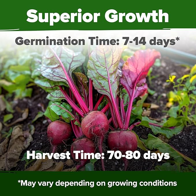 HOME GROWN Detroit Dark Red Beet Seeds Pack - 500 Heirloom Vegetable Seeds for Planting - Red Beet for Home Garden – High Germination(Beta vulgaris)