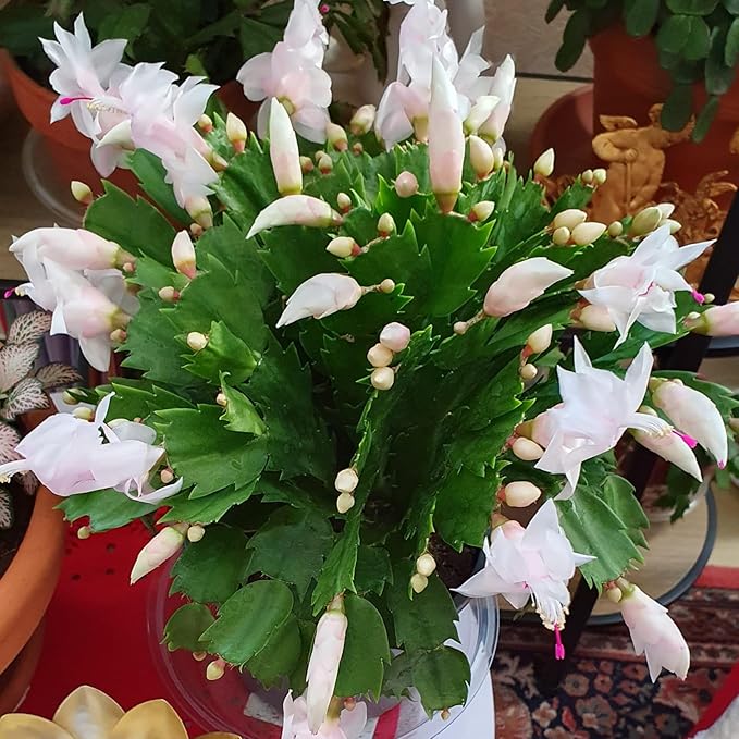 2 Live White Christmas Cactus Plants, White Christmas Cactus Plants Live, 4 to 6 Inch, Bare Root, Perennial Flower Holiday Succulent Plant, No Pot
