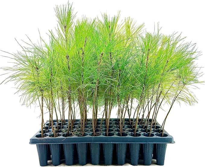 Slash Pine Tree | 40 Live Plants | Pinus Elliottii | Fast Growing Stately Shade Tree