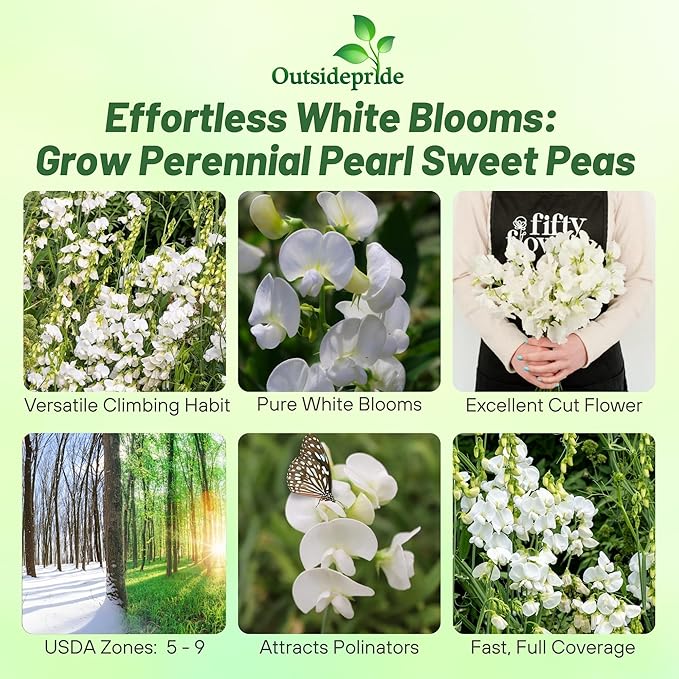 Outsidepride Pearl White Sweet Pea Seeds - 200 Pcs Perennial, Easy to Grow, Vine Seeds for Planting Fragrant, Long-Lasting Flowers with Free-Flowering Habit & Tall Size for Vertical Gardens