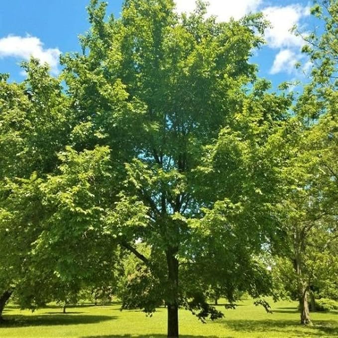 5 American Elm Trees - 12-18" Tall Live Plants - Fast Growing Shade Tree Seedlings - Ulmus Americana - (5 Pack)